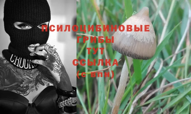 Псилоцибиновые грибы Cubensis  гидра ССЫЛКА  Кунгур  площадка формула  сколько стоит 